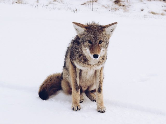 Lone wolf in the wild. 