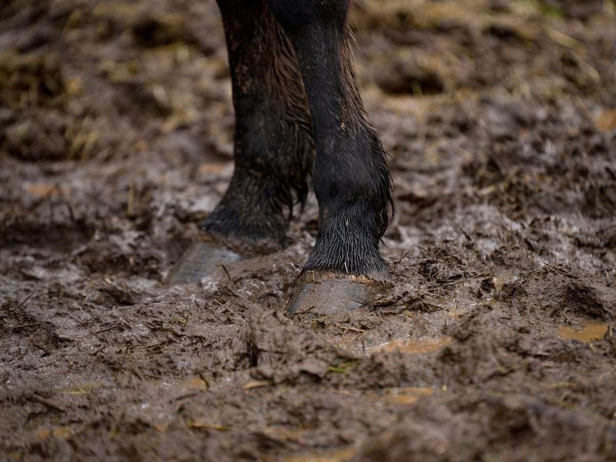 A tight, ground-level shot of a horse’s hooves sunk deep in thick mud. The legs are partially splattered, the footing is unstable, and there’s a clear sense of drag and resistance. No motion, no horizon — just friction.