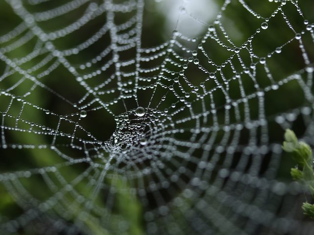 spider web with dew on it