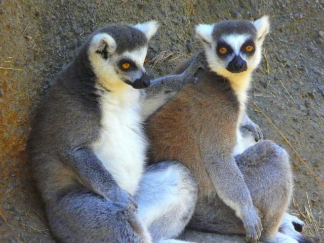 Why True Analytic Collaboration Relies on Empathy