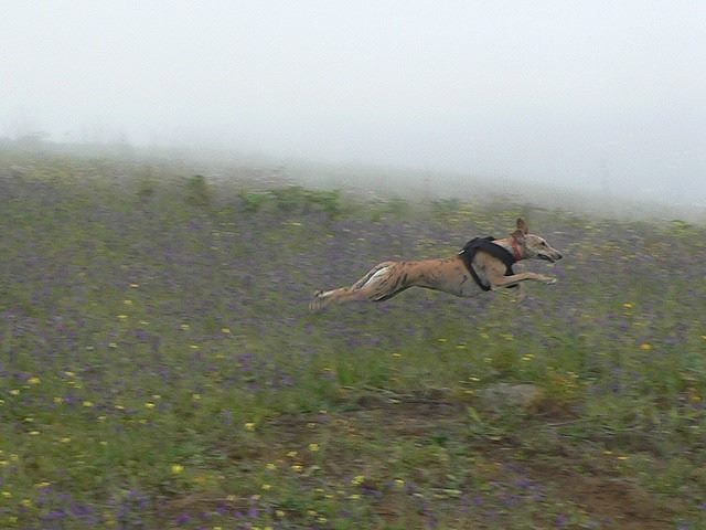 running dog