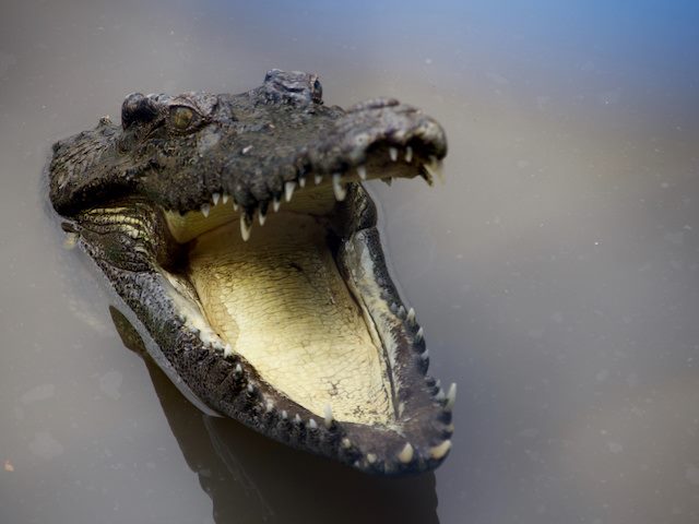 crocodile with mouth open