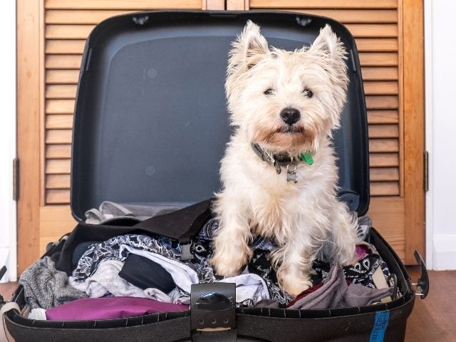 Scruffy west highland white terrier westie dog in packed suitcase, symbolizing an unpacking of Sitecore's latest product announcements.