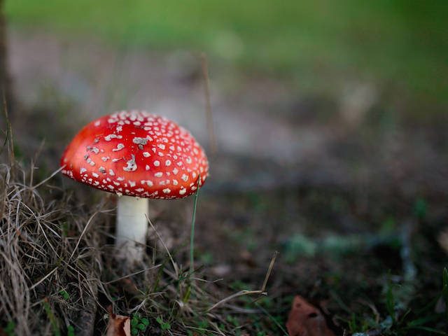 red mushroom among moss