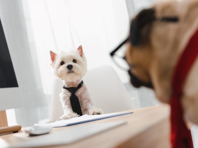  A dog in the background clear, and another dog in the foreground blurred, each dog wearing a tie.  