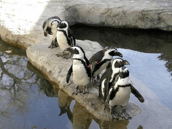 penguins lined up heading into the water