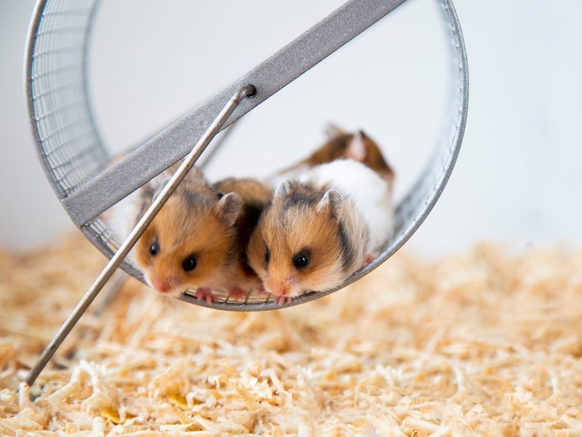 Two hamsters on a hamster wheel.
